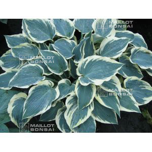 Hosta El nino