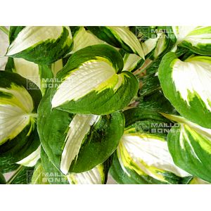 hosta-enterprise
