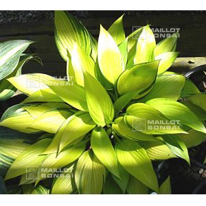 Hosta June fever