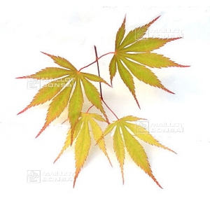 acer-amoenum-seeds-nicholsonii