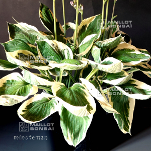 hosta-minuteman