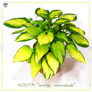 Hosta Orange marmalade