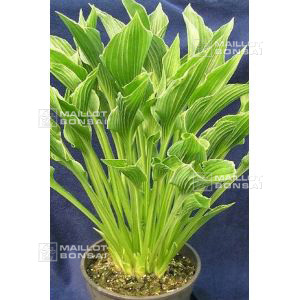 hosta-praying-hands