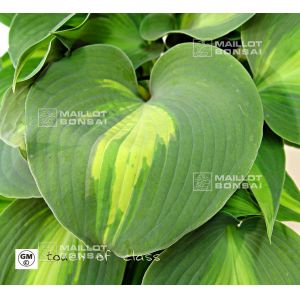 hosta-touch-of-class