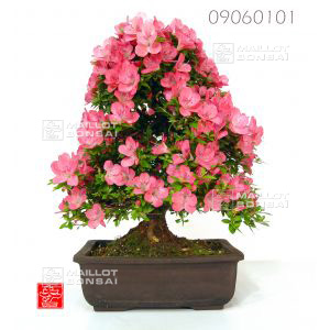 vendurhododendron-ref-09060101