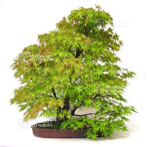 acer-palmatum-arakawa-1609093