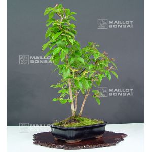 stewartia-monadelpha-ref-24070135