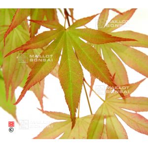 epuisegraines-d-acer-matsumurae-masu-kagami