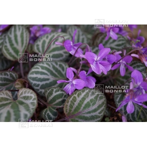 violette-de-coree