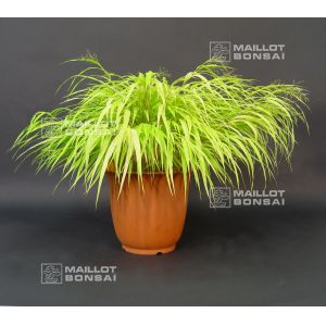 hakonechloa all gold livrée en pot plastique