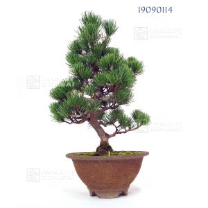 vendupin-a-5-aiguilles-ref-19090114
