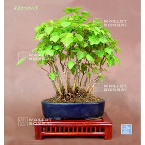 venduacer-buergerianum-miyasama-ref-22040113