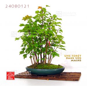 venduacer-buergerianum-miyasama-ref-24080121