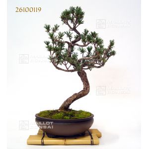 vendu-pin-a-5-aiguilles-ref-26100119