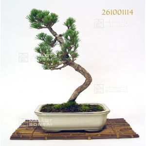 vendu-pin-a-5-aiguilles-du-japon-ref-261001114