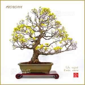cornus-officinalis-ref-18030111