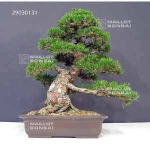 vendupin-noir-de-thunberg-var-kotobuki-ref-2903013
