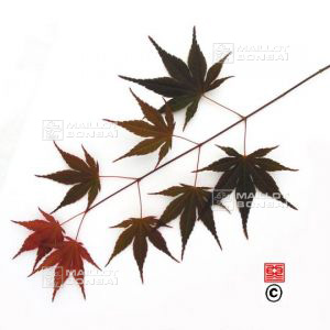murasaki-iroha