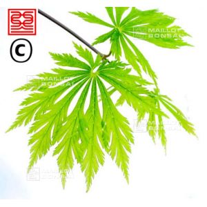 Graines d'acer japonicum aconitifolium