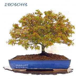 venduacer-palmatum-kiyohime-ref-2803113