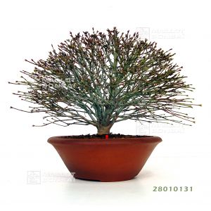venduacer-palmatum-kiyo-hime-ref-28010131