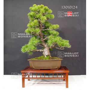 pinus-parviflora-ref-13010124