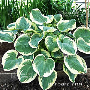 Hosta Barbara ann