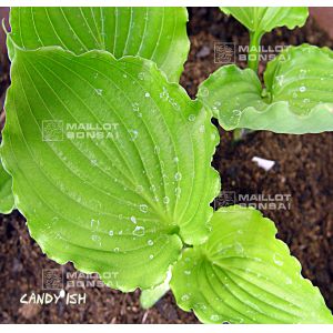 Hosta candy dish