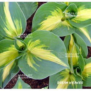 hosta-dream-weaver