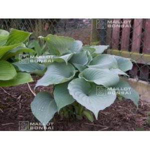 hosta-moonlight-sonata