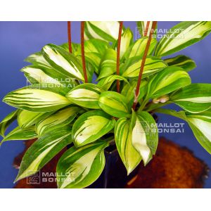 hosta-rainbow-s-end