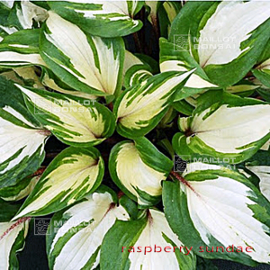 hosta-raspberry-sundae