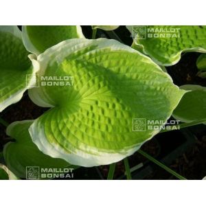 hosta-sunshine-glory