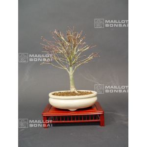 venduerable-palme-ref-28010121