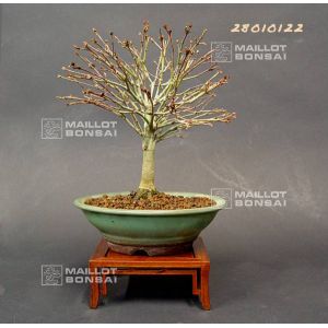 venduerable-palme-ref-28010122