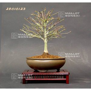 venduerable-palme-ref-28010123