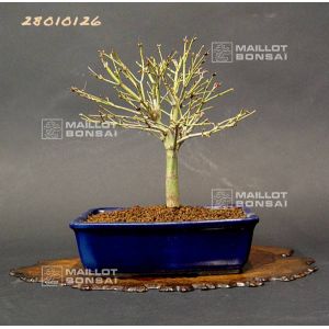 venduerable-palme-ref-28010126