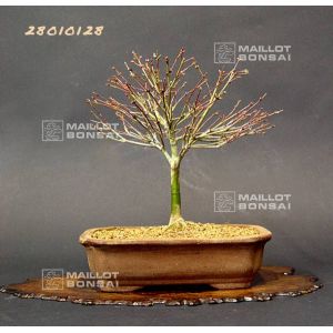 venduerable-palme-ref-28010128