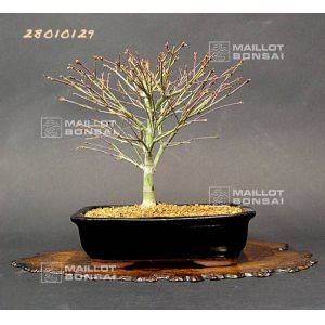venduerable-palme-ref-28010129