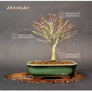 venduerable-palme-ref-280101210