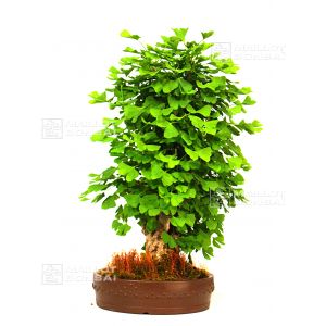 venduarbre-aux-40-ecus-ref-2505121