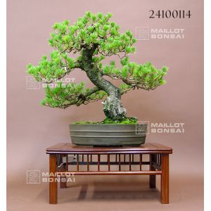 vendupin-a-5-aiguillesref-24100114