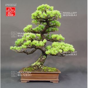 pinus-parviflora-ssp-pentaphylla-ref-09100112