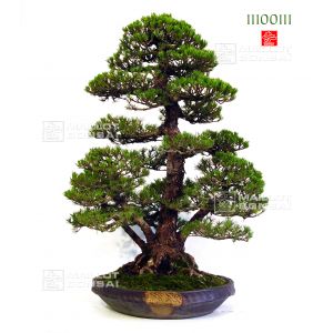 vendupin-5-aiguilles-kokonoe-ref-11100111