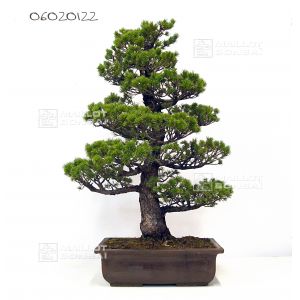 pin-a-5-aiguilles-zuisho-ref-06020122
