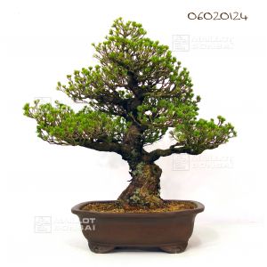 vendu-pin-a-5-aiguilles-zuisho-ref-06020124