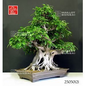 vendu-ficus-retusa-bonsai