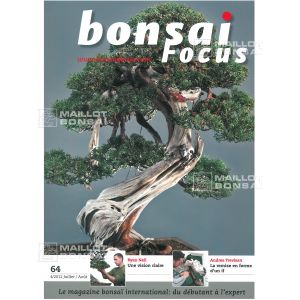 VENDU BONSAI FOCUS N° 64