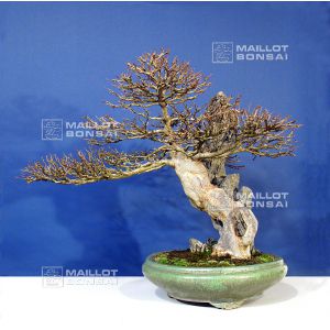 vendu-acer-buergerianum-ref-0908012