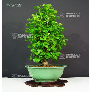 venduginkgo-biloba-09080133